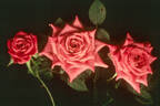 Blue Ice ™ rose photo