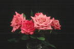 Blue Ice ™ rose photo