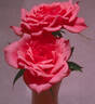 Dainty Bouquet ™ rose photo
