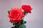 Everglo ™ rose photo
