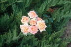 Fair Genie rose photo
