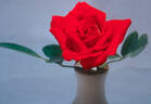 Fiesta Clown ™ rose photo