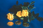 Golden Promise rose photo