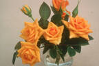 June Laver rose photo