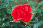 Mountie ™ rose photo