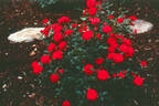 Mountie ™ rose photo