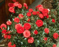 Mountie ™ rose photo