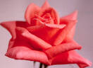Peach Festival ™ rose photo