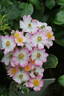 Robe Fleurie rose photo