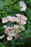 Alden Biesen ® rose photo
