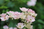 Alden Biesen ® rose photo