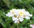 Elisabeth Oberle rose photo