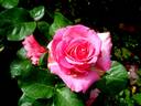 Alterarosa rose photo