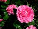Alterarosa rose photo