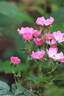 Françoise Drion rose photo