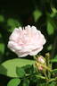 Gloire des Mousseux rose photo