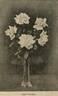 British Queen rose photo