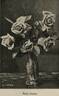 Gorgeous rose photo
