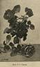 H. P. Pinkerton rose photo