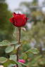 Legend rose photo