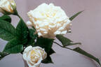 Bonhomme rose photo