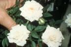 Bonhomme rose photo