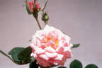 Diana Festival rose photo