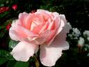 Eve Ruggieri rose photo