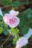 Prairie Youth rose photo