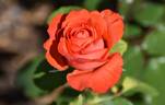 Angelique ® rose photo