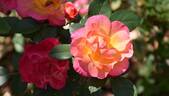 Joyce Abounding rose photo