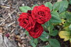 Lavaglut rose photo