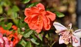 Angela Rippon ® rose photo