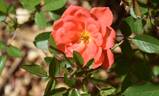 Angela Rippon ® rose photo
