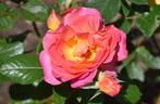 Annie's Song rose photo