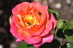 Annie's Song rose photo