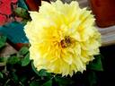 Gina Lollobrigida rose photo