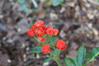 Anicka rose photo
