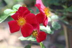 Talbot House® rose photo