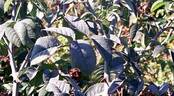 Asta von Parpart rose photo