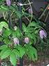 Brunette clematis photo