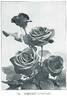 Marquise d'Andigné rose photo