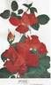 Brasier rose photo