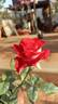 Bicolette rose photo