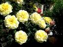Aperitif ® rose photo