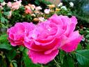 Alterarosa rose photo
