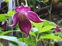 Brunette clematis photo