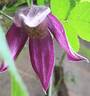 Brunette clematis photo