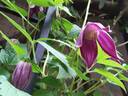 Brunette clematis photo