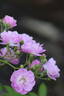 Donaunymphe rose photo
